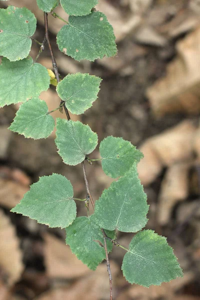 Closeup View Branch Leafs — 스톡 사진