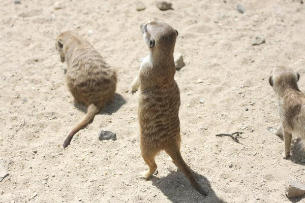 Vue Panoramique Suricate Sauvage Sur Plage — Photo