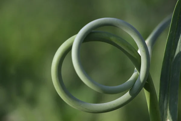 Knoblauchreifung Garten Nahaufnahme — Stockfoto