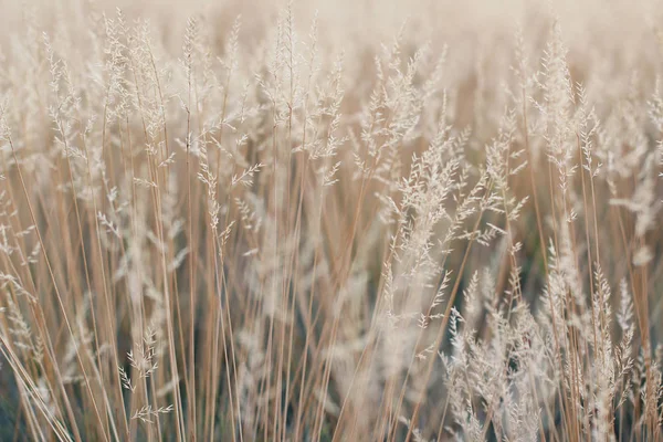 Vue Rapprochée Des Plantes Poussant Sur Les Prairies — Photo