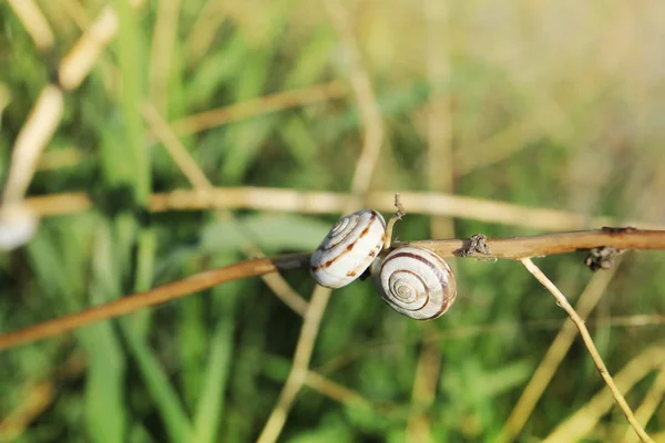 Closeup View Snail Shells Grass — Stock Photo, Image