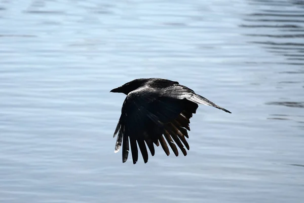Vue Latérale Corbeau Volant Dessus Eau — Photo