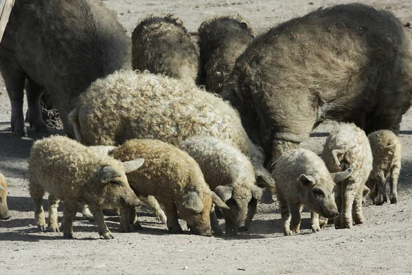 Aussichtsreiche Aussicht Auf Schafe Wilden Nationalpark — Stockfoto