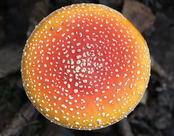 Close View Red Mushroom Overhead — Stock Photo, Image