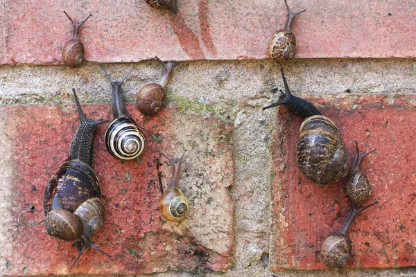 Close View Snails Building Wall Background — Stock Photo, Image