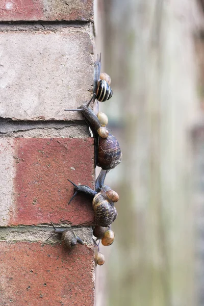 Vue Rapprochée Nombreux Escargots Sur Mur Briques — Photo