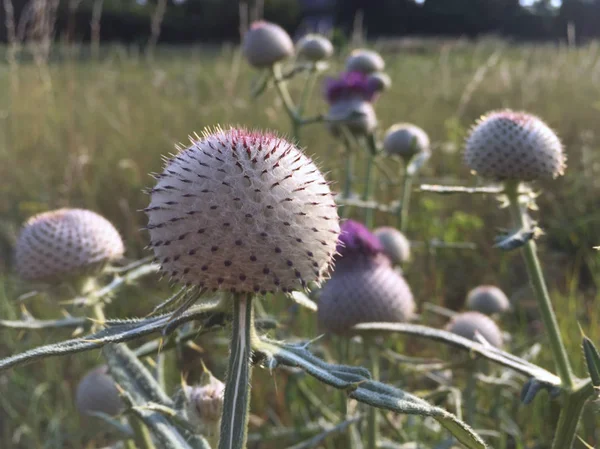 Çayırdaki dikenli otun manzarası