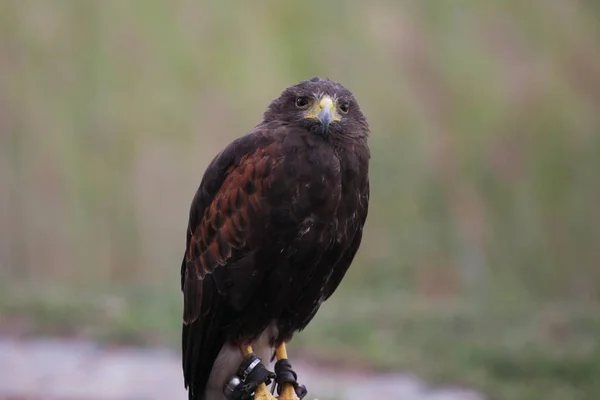 Hawk Portret Wazig Natuurlijke Achtergrond — Stockfoto