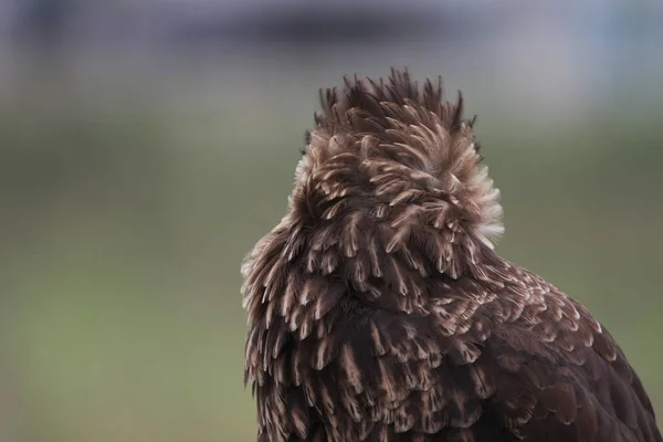 Adelaar Vogel Portret Wazig Natuurlijke Achtergrond — Stockfoto