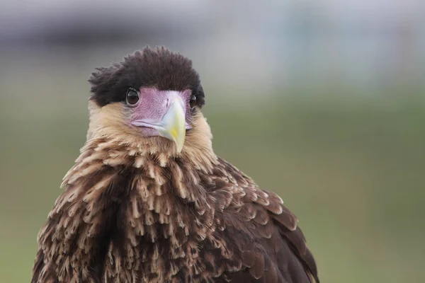 Adelaar Vogel Portret Wazig Natuurlijke Achtergrond — Stockfoto