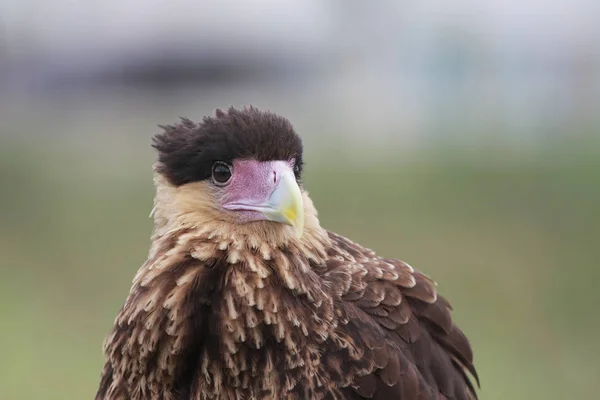 Adelaar Vogel Portret Wazig Natuurlijke Achtergrond — Stockfoto