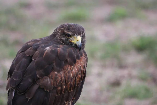 Hawk Portret Wazig Natuurlijke Achtergrond — Stockfoto