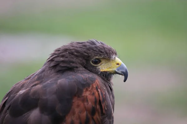 Hawk Portret Wazig Natuurlijke Achtergrond — Stockfoto