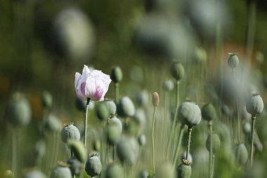 Tarlada yetişen kır çiçeklerinin yakın görüntüsü