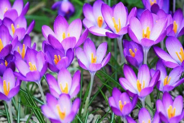 Tarlada Yetişen Kır Çiçeklerinin Yakın Görüntüsü — Stok fotoğraf