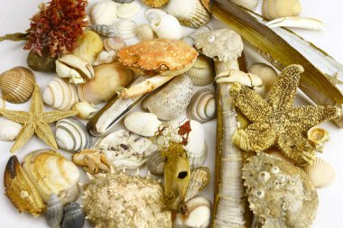 Variety of seashells and corals scattered on table