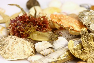 Variety of seashells and corals scattered on table