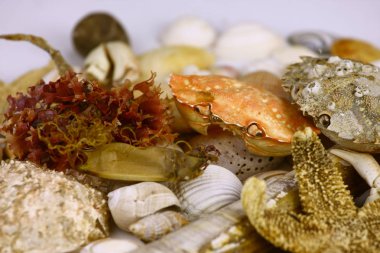 Variety of seashells and corals scattered on table