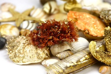 Variety of seashells and corals scattered on table