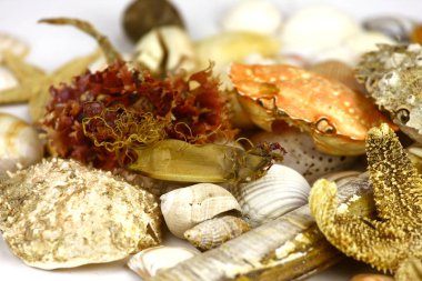 Variety of seashells and corals scattered on table