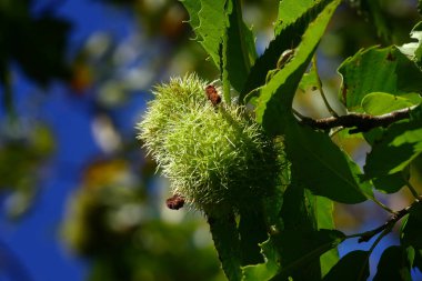Kestaneler mavi gökyüzü ile ağaç dallarında