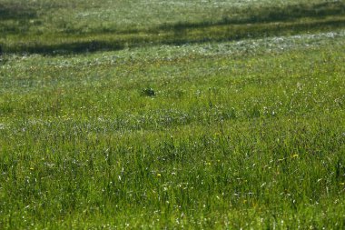 Çayırda yetişen bitkilerin yakın görüntüsü