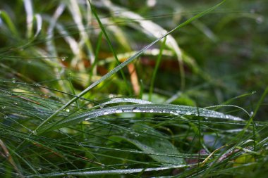 Çayırda yetişen bitkilerin yakın görüntüsü