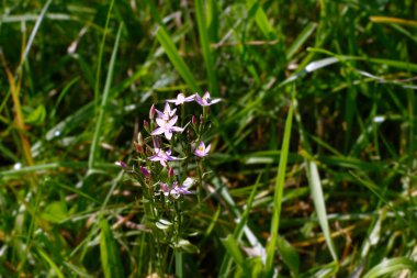 Çayırda yetişen bitkilerin yakın görüntüsü