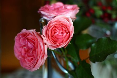 Yumuşak güllerin yakın görüntüsü