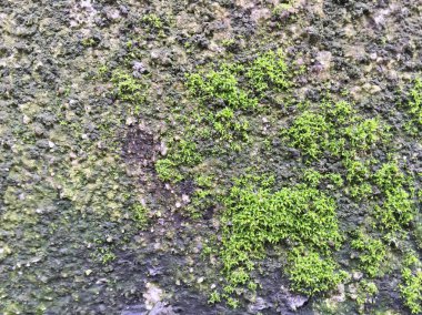 Duvardaki yeşil yosun manzarası