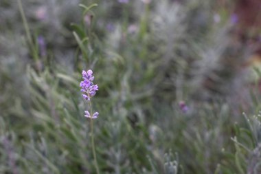 Çayırda yetişen bitkilerin yakın görüntüsü