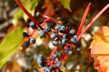 Sonbaharda renkli yaban üzümlerinin yakın plan görüntüsü