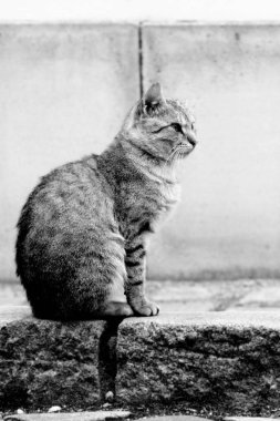 Sahilde oturan siyah beyaz kedi.