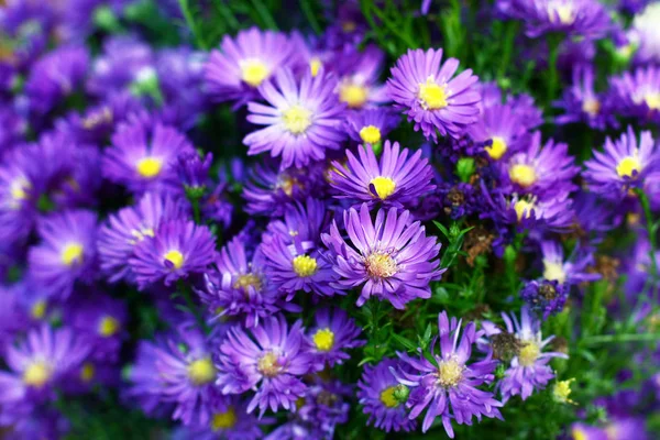 Närbild Vilda Blommor Som Växer Fält — Stockfoto