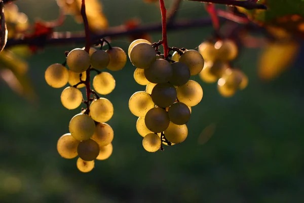 Wijngaard Met Rijpende Druiven — Stockfoto