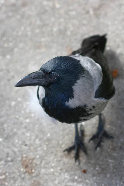 Close View Crow Searching Food — Stock Photo, Image