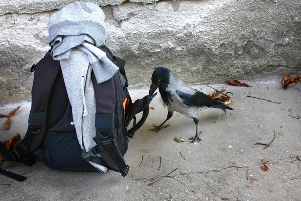 Vue Rapprochée Corbeau Recherche Nourriture — Photo