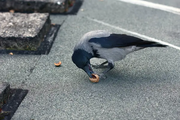 Vue Rapprochée Corbeau Recherche Nourriture — Photo