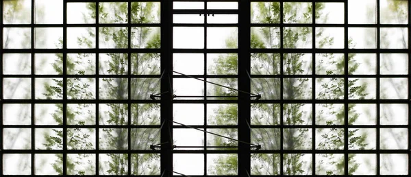 Крупним Планом Вид Силуету Дерева Матове Вікно — стокове фото