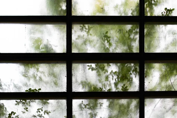 Buzlu pencerenin arkasındaki ağaç siluetinin yakın görüntüsü