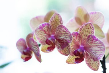 Bulanık pembe orkidenin yakın görüntüsü