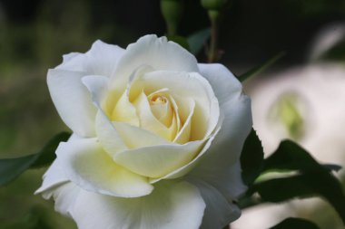 Bahçedeki güzel beyaz gülün yakın görüntüsü