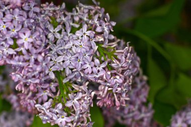 Mor şırınganın yakın çekim görüntüsü
