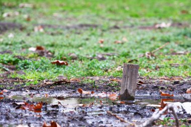 Ormandaki düşen yaprakların yakın görüntüsü.