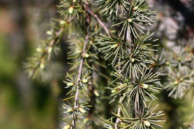 Bulanık arkaplanda çam ağacı detaylarının yakın görüntüsü
