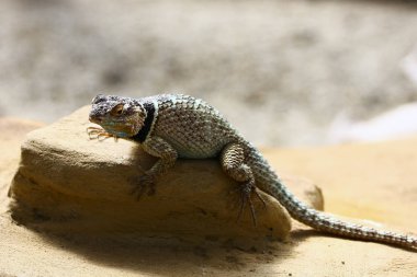 Taşın üzerindeki kahverengi kertenkelenin yakın çekim görüntüsü