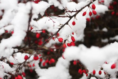 Böğürtlenlerin kışa karşı yakın görüntüsü bulanık