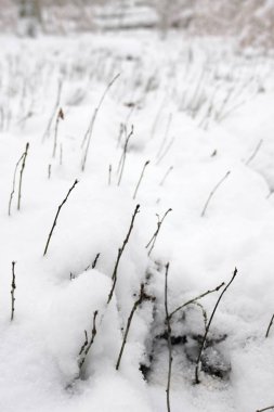 Karla kaplı ağaç dallarının yakın görüntüsü, seçici odak