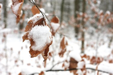 Karla kaplı ağaç dallarının yakın görüntüsü, seçici odak