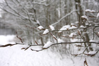 Karla kaplı ağaç dallarının yakın görüntüsü, seçici odak